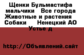 Щенки Бульмастифа мальчики - Все города Животные и растения » Собаки   . Ненецкий АО,Устье д.